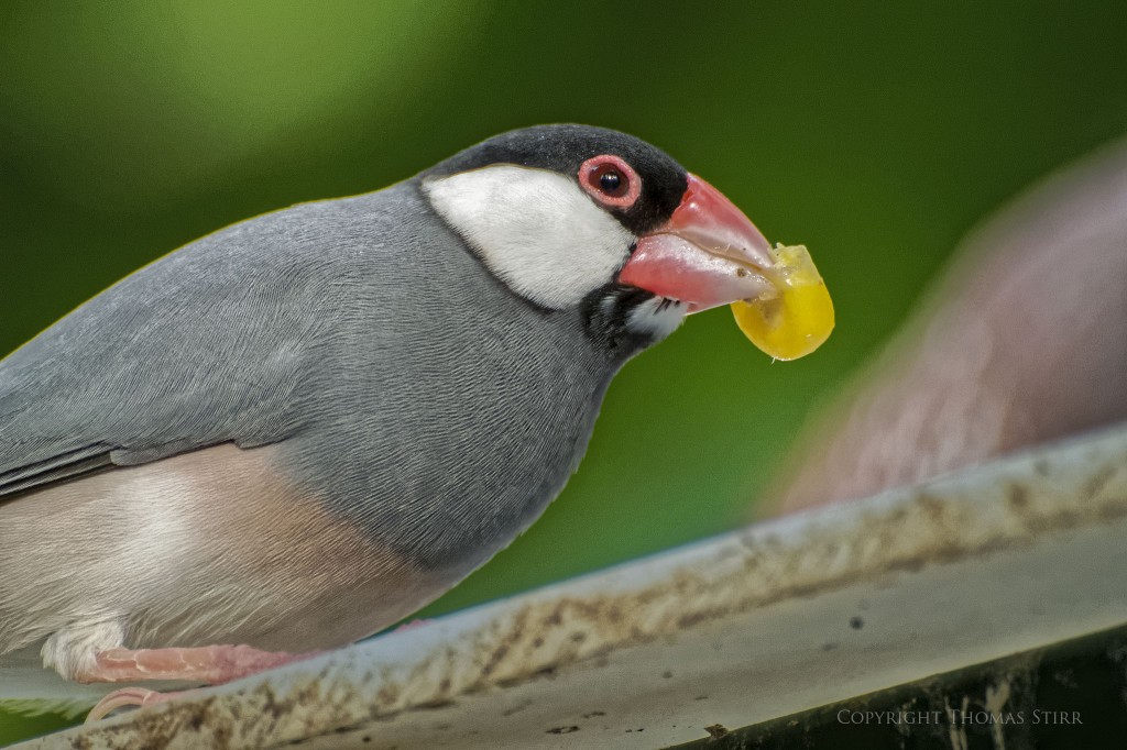 NIKON 1 V2 + 70-300mm f/4.5-5.6 @ 300mm, ISO 1600, 1/320, f/5.6