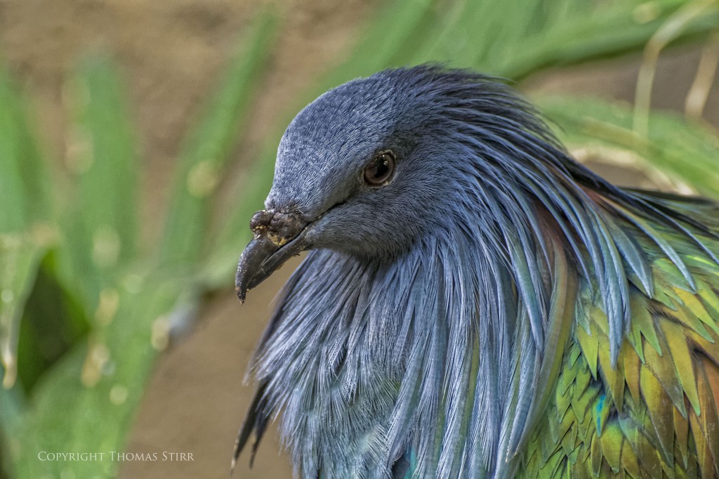 NIKON 1 V2 + 70-300mm f/4.5-5.6 @ 159.8mm, ISO 1600, 1/30, f/5.6