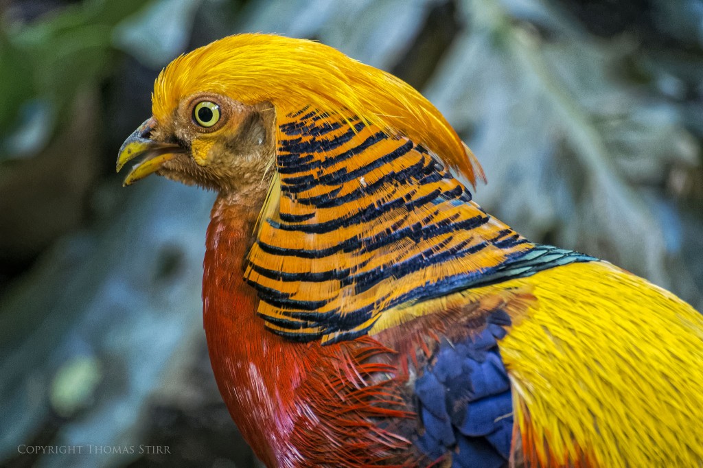 NIKON 1 V2 + 70-300mm f/4.5-5.6 @ 300mm, ISO 1600, 1/80, f/5.6