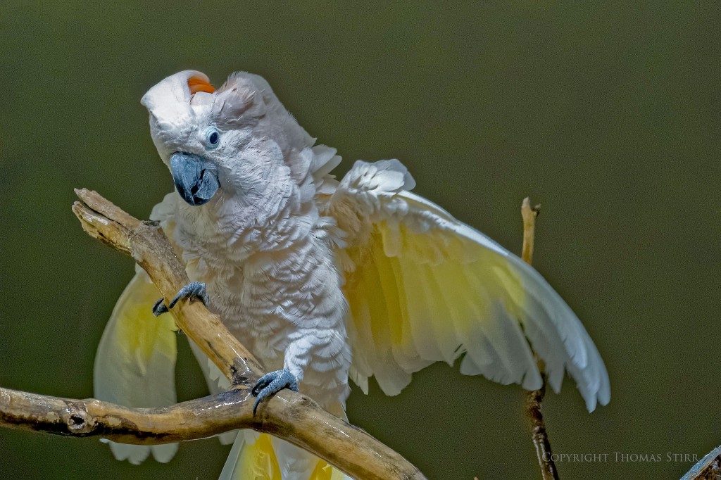 NIKON 1 V2 + 70-300mm f/4.5-5.6 @ 70mm, ISO 3200, 1/80, f/6.3