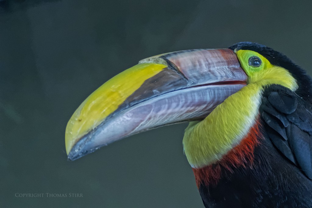 NIKON 1 V2 + 70-300mm f/4.5-5.6 @ 70mm, ISO 1600, 1/320, f/5.6