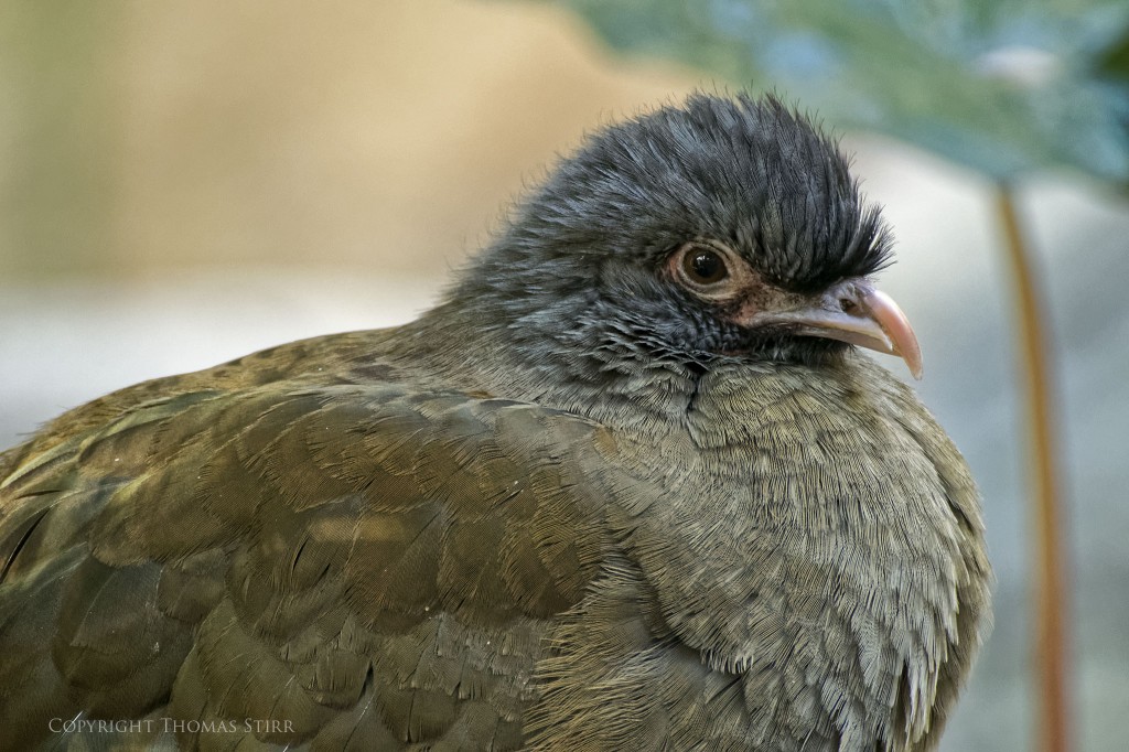 NIKON 1 V2 + 70-300mm f/4.5-5.6 @ 300mm, ISO 1600, 1/30, f/5.6