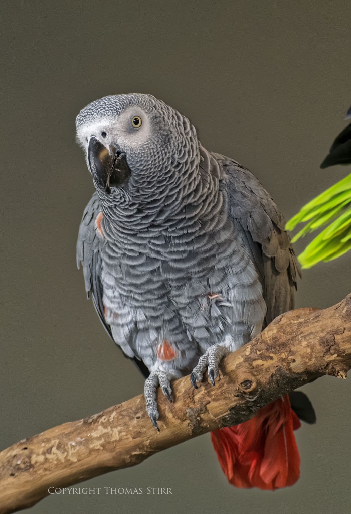 NIKON 1 V2 + 70-300mm f/4.5-5.6 @ 85.9mm, ISO 1600, 1/60, f/5.6