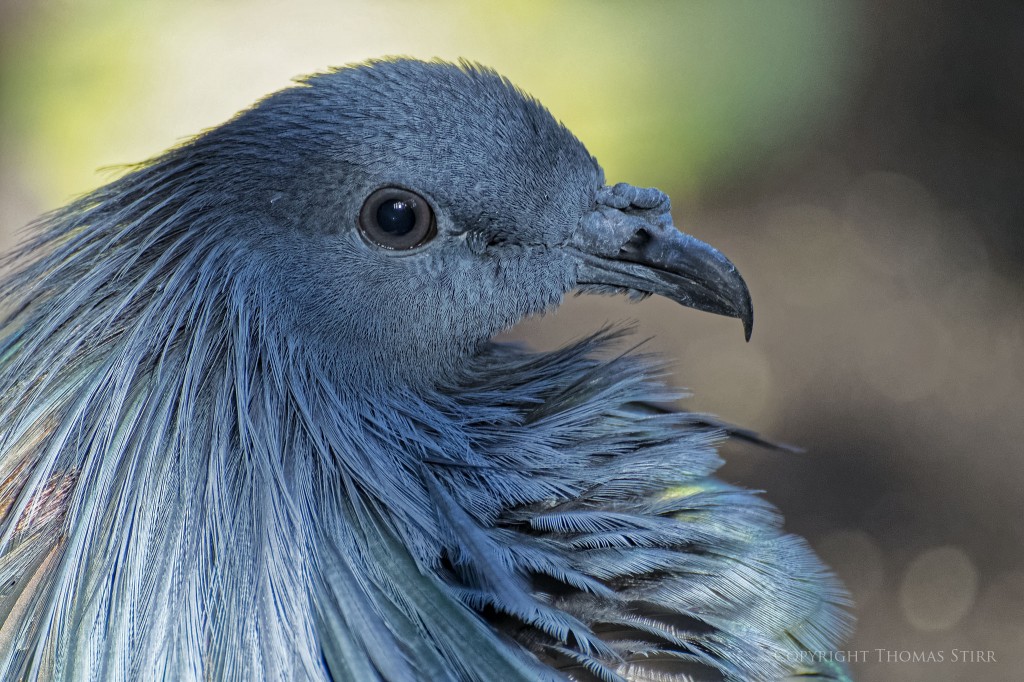 NIKON 1 V2 + 70-300mm f/4.5-5.6 @ 300mm, ISO 1600, 1/125, f/5.6