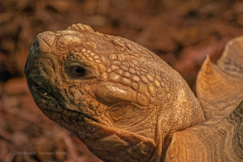 NIKON 1 V2 + 70-300mm f/4.5-5.6 @ 300mm, ISO 1600, 1/200, f/5.6
