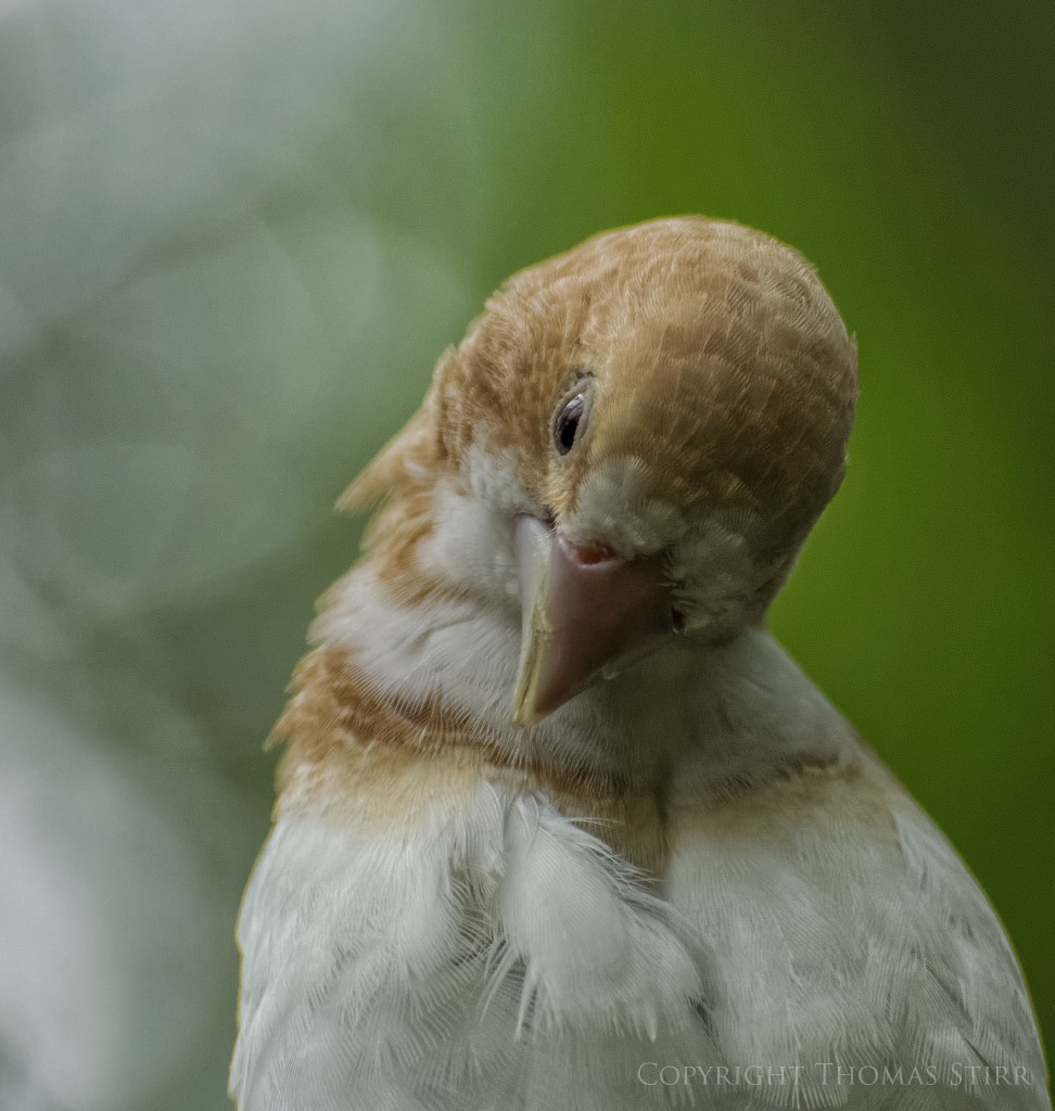 NIKON 1 V2 + 70.0-300.0 mm f/4.5-5.6 @ ISO 1600, 1/500, f/5.6