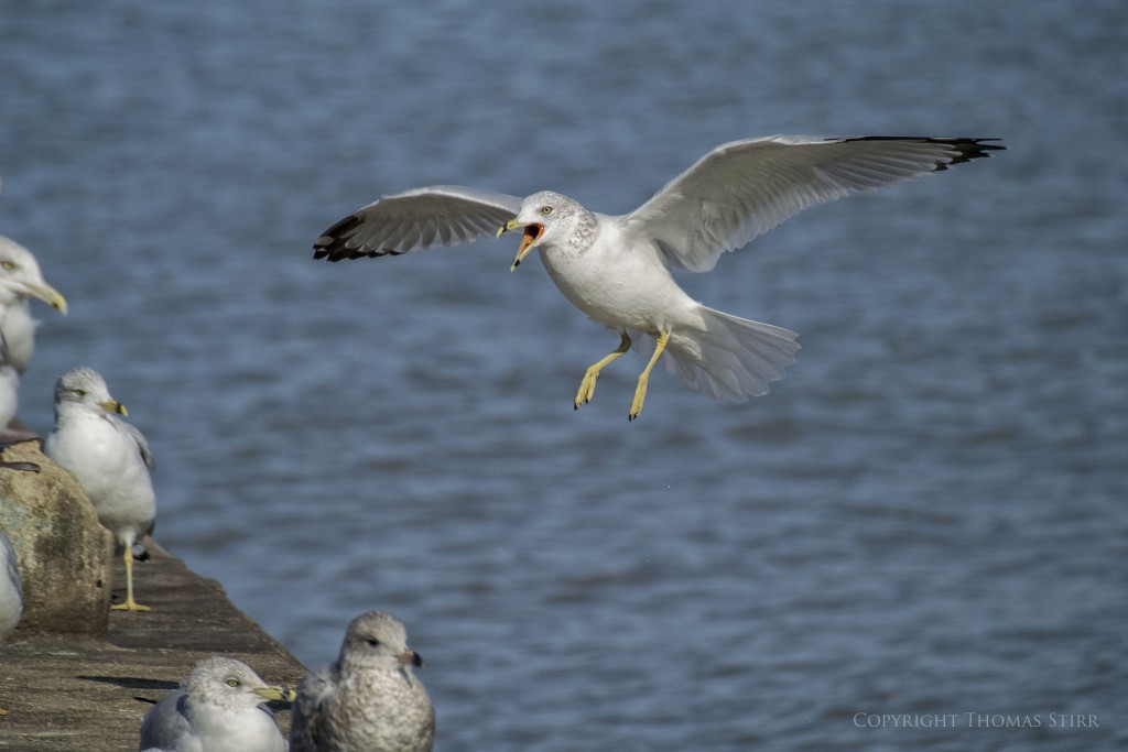 NIKON 1 V2 + 70.0-300.0 mm f/4.5-5.6 @ ISO 160, 1/1600, f/6.3