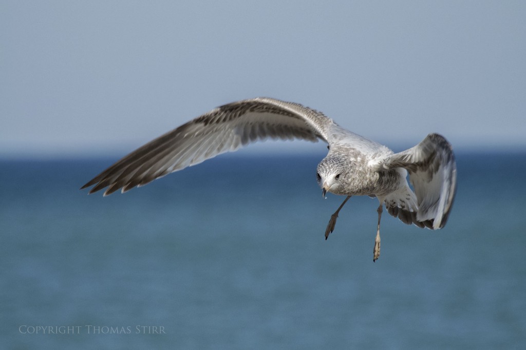 NIKON 1 V2 + 70.0-300.0 mm f/4.5-5.6 @ ISO 160, 1/1000, f/6.3