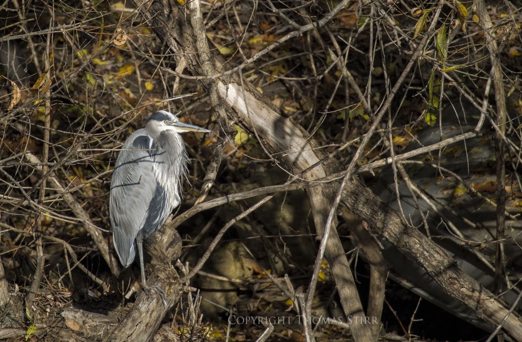 NIKON 1 V2 + 70.0-300.0 mm f/4.5-5.6 @ ISO 160, 1/800, f/5.6