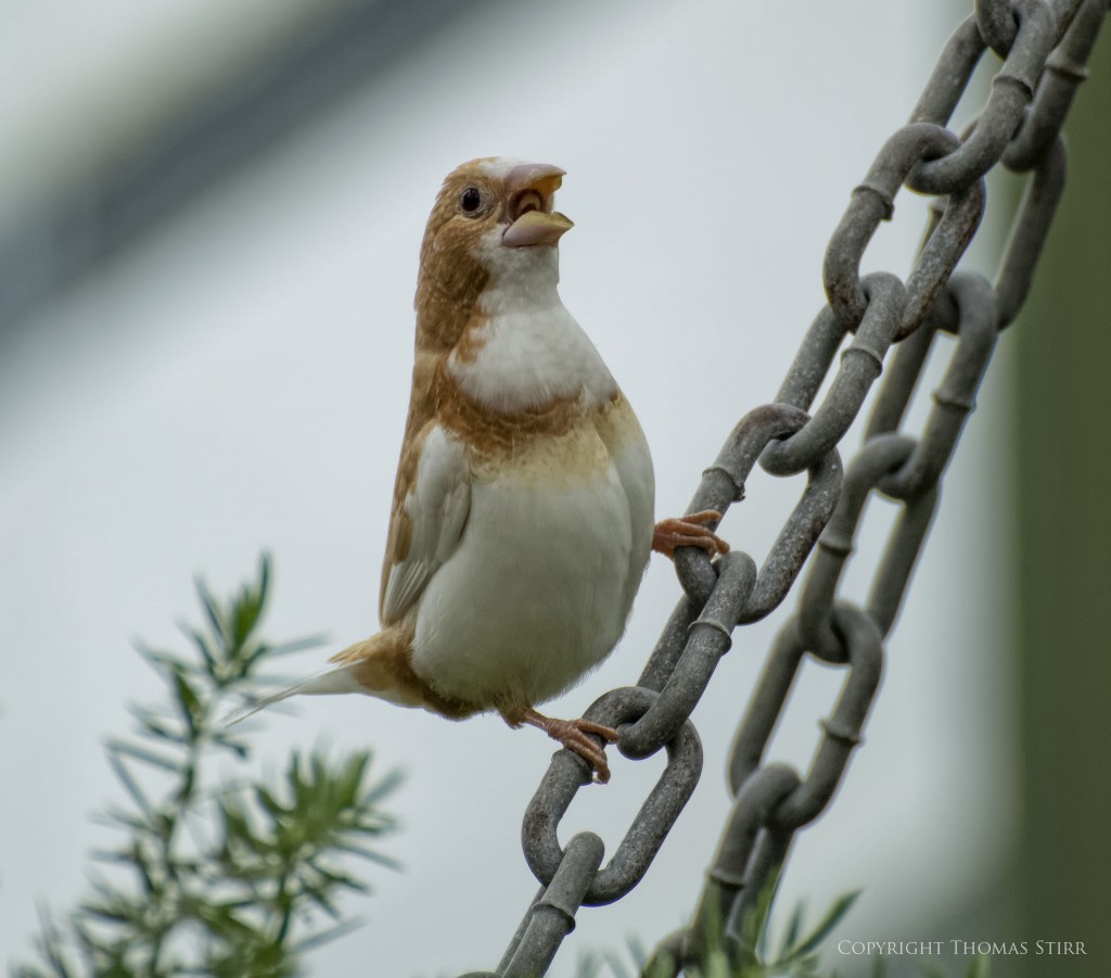 NIKON 1 V2 + 70.0-300.0 mm f/4.5-5.6 @ ISO 250, 1/250, f/5.6