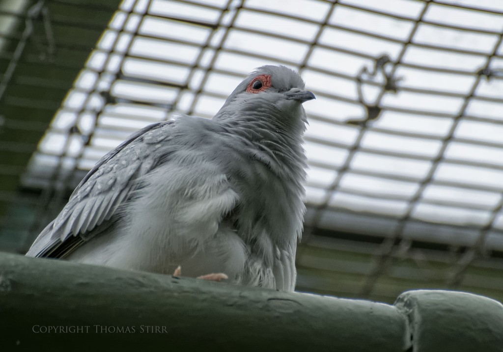 NIKON 1 V2 + 70.0-300.0 mm f/4.5-5.6 @ ISO 1600, 1/1000, f/5.6