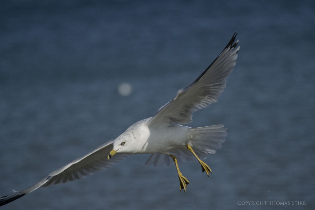 NIKON 1 V2 + 70.0-300.0 mm f/4.5-5.6 @ ISO 160, 1/2500, f/6.3