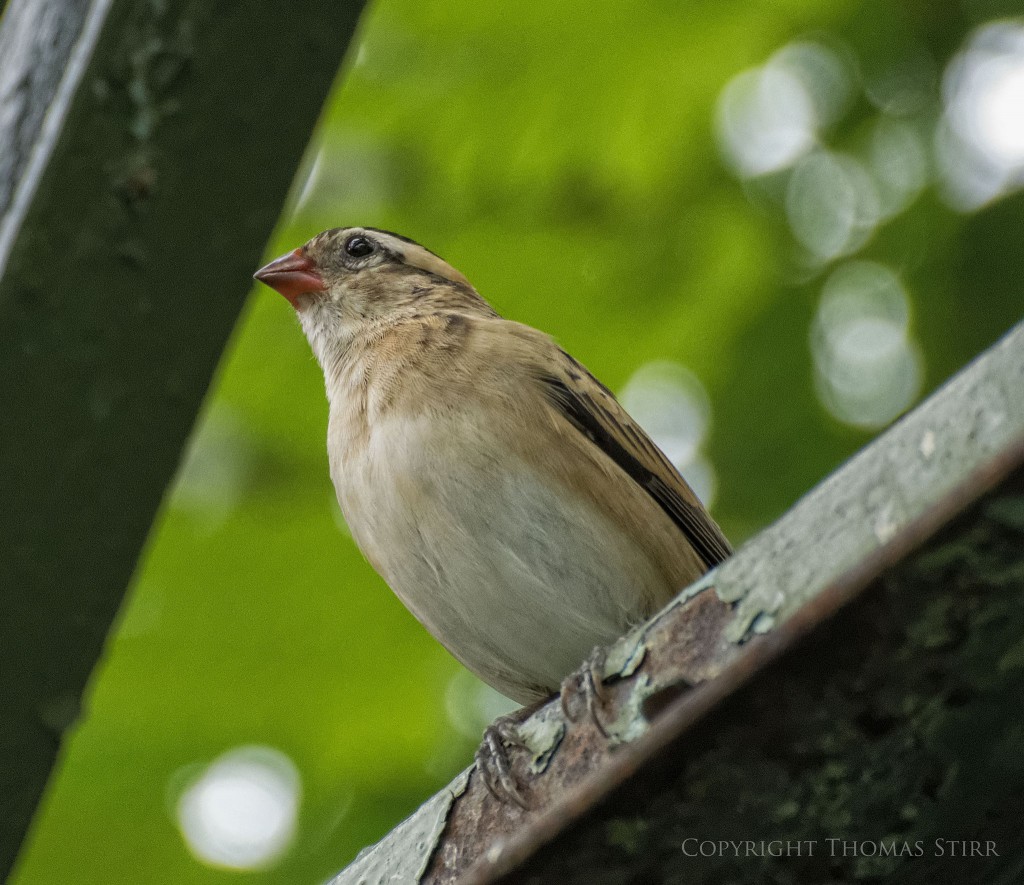 NIKON 1 V2 + 70.0-300.0 mm f/4.5-5.6 @ ISO 1600, 1/250, f/5.6