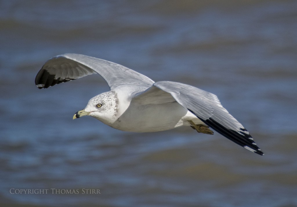 NIKON 1 V2 + 70.0-300.0 mm f/4.5-5.6 @ ISO 160, 1/1250, f/5.6