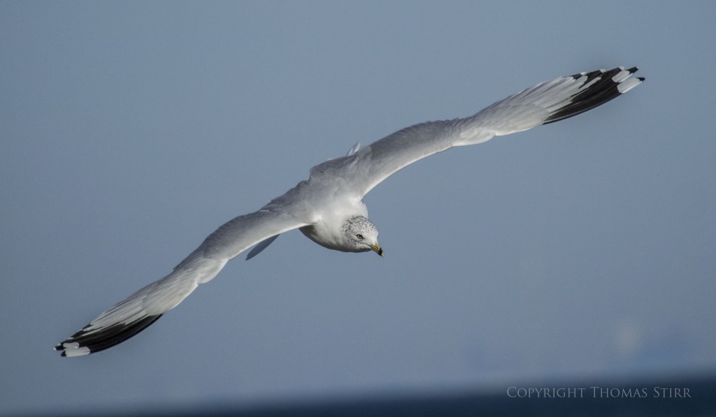 NIKON 1 V2 + 70-300mm f/4.5-5.6 @ 300mm, ISO 160, 1/2500, f/6.3