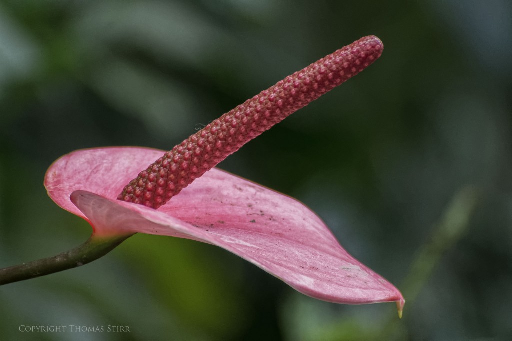 NIKON 1 V2 + 70-300mm f/4.5-5.6 @ 300mm, ISO 1600, 1/200, f/5.6