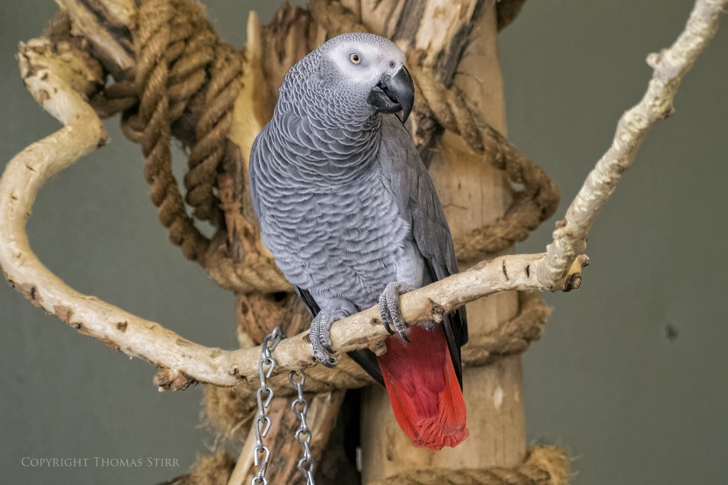 NIKON 1 V2 + 70-300mm f/4.5-5.6 @ 70mm, ISO 3200, 1/125, f/5.0