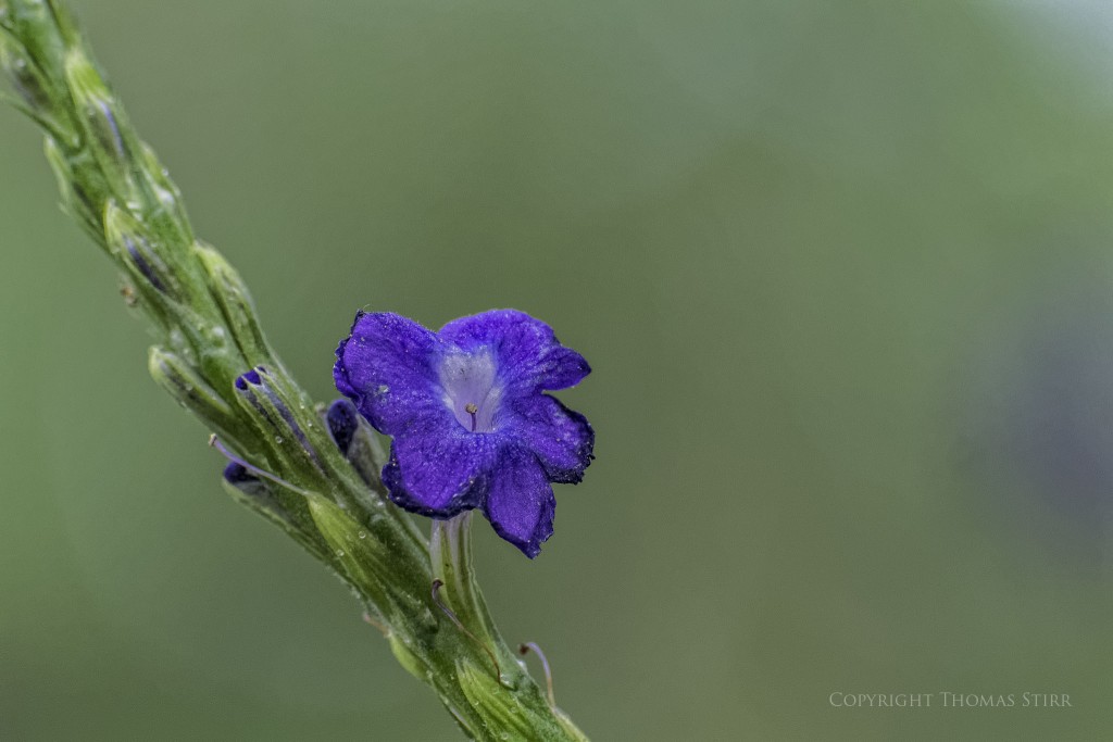 NIKON 1 V2 + 70-300mm f/4.5-5.6 @ 167.5mm, ISO 1600, 1/160, f/5.6