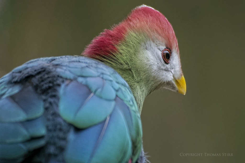 NIKON 1 V2 + 70-300mm f/4.5-5.6 @ 300mm, ISO 1600, 1/100, f/5.6