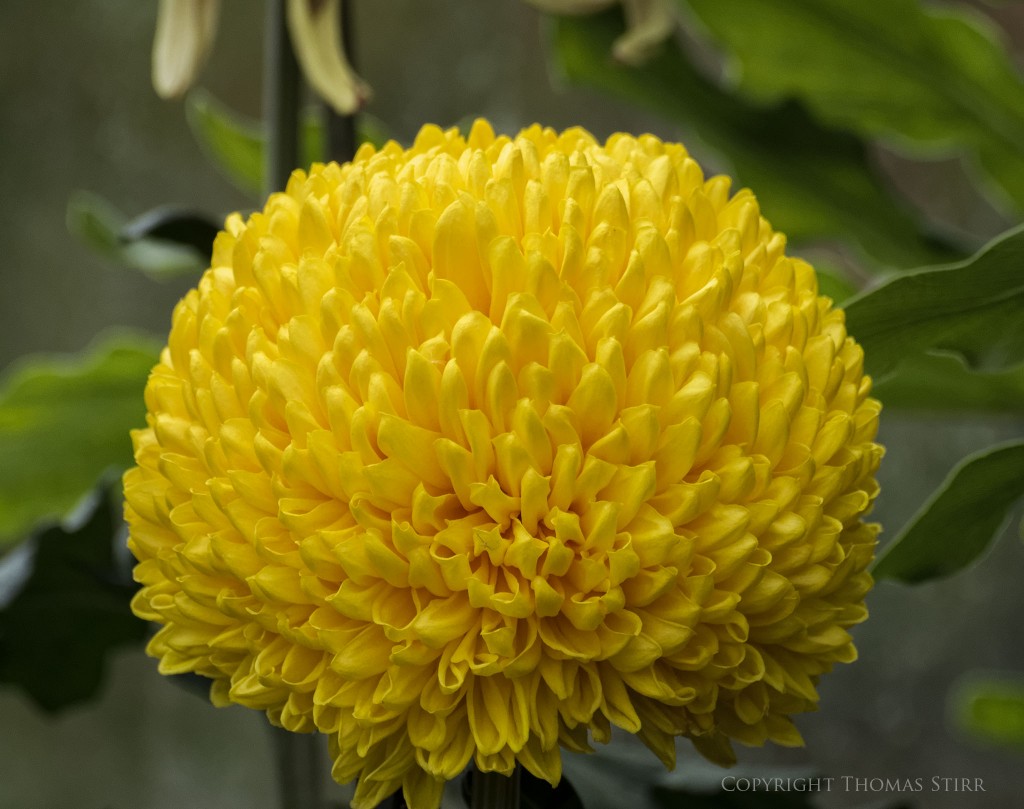 NIKON 1 V2 + 70-300mm f/4.5-5.6 @ 208mm, ISO 450, 1/125, f/5.6