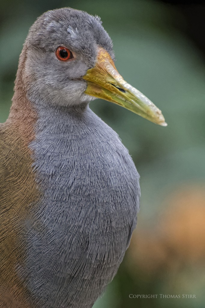 NIKON 1 V2 + 70-300mm f/4.5-5.6 @ 300mm, ISO 1600, 1/80, f/5.6