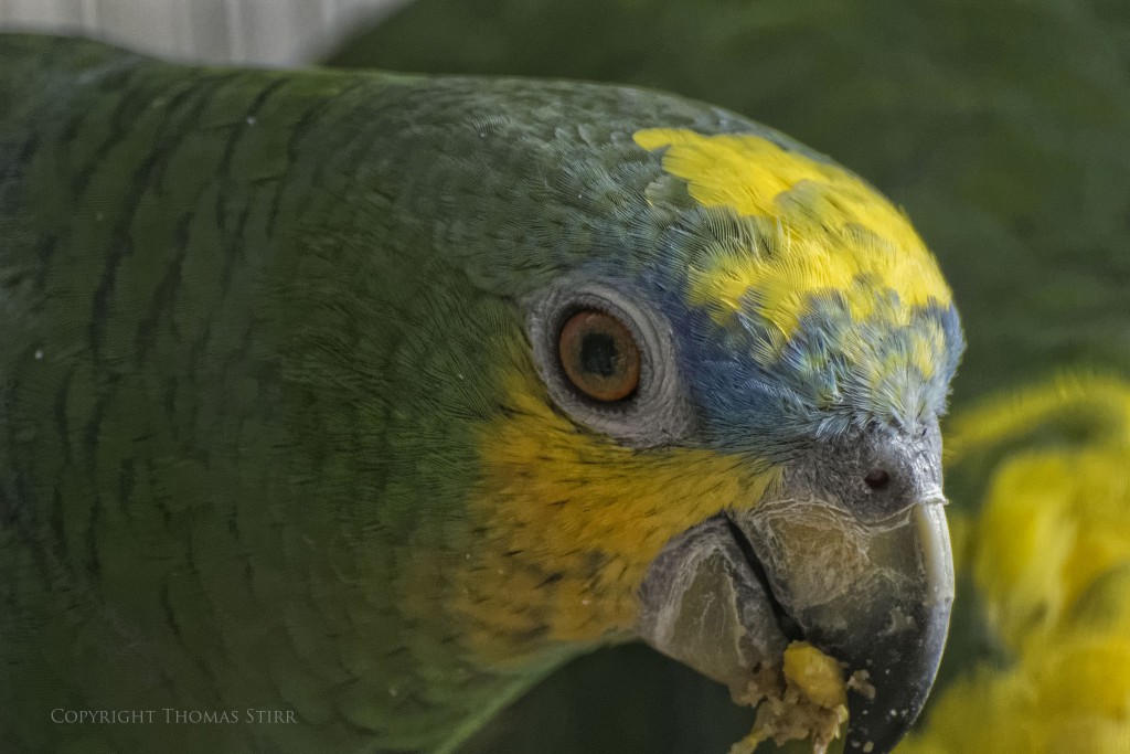 NIKON 1 V2 + 70-300mm f/4.5-5.6 @ 300mm, ISO 3200, 1/640, f/5.6