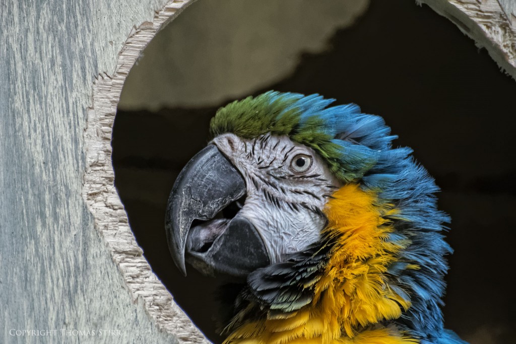 NIKON 1 V2 + 70-300mm f/4.5-5.6 @ 300mm, ISO 1600, 1/80, f/5.6