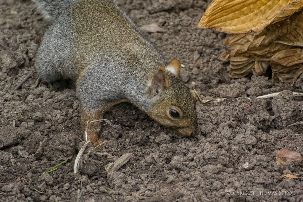 NIKON 1 V2 + 70-300mm f/4.5-5.6 @ 300mm, ISO 3200, 1/500, f/5.6
