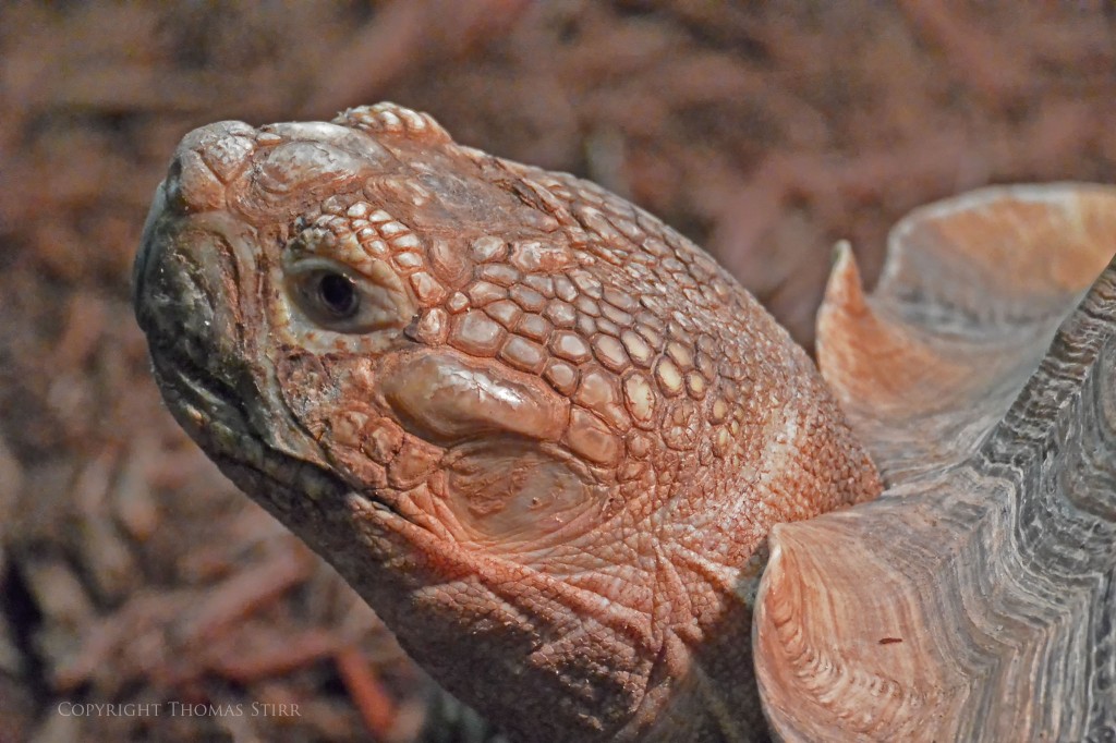 Nikon 1 reptile image 10
