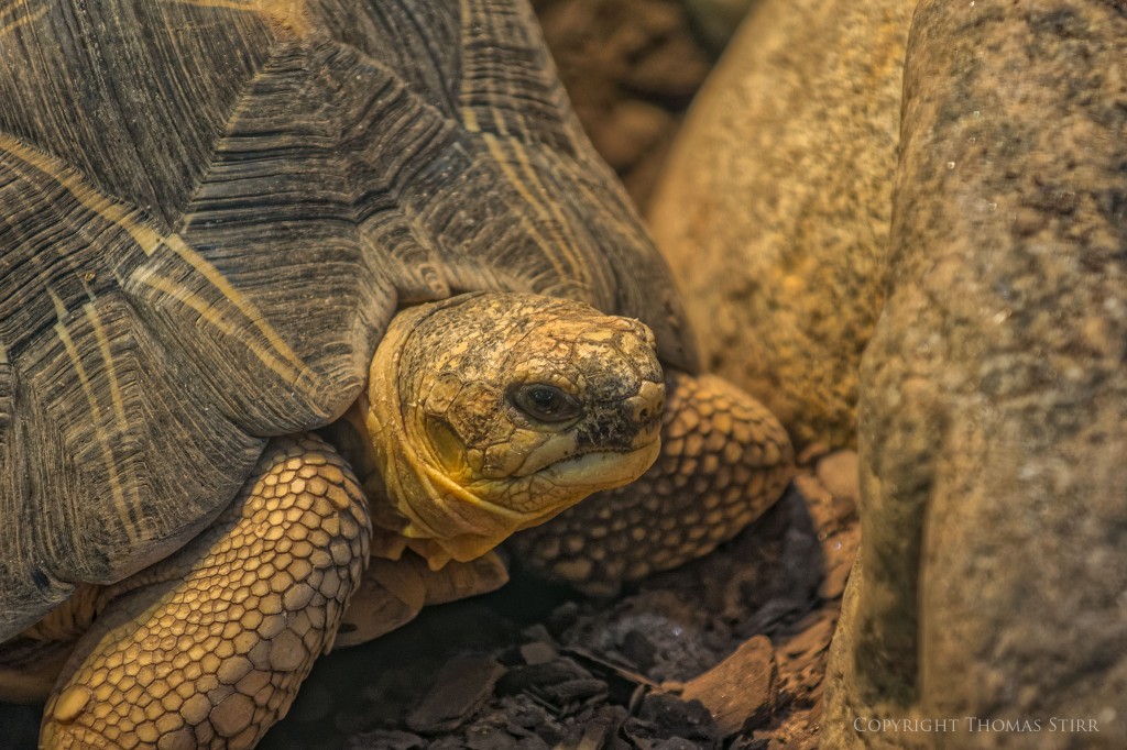 Nikon 1 reptile image 14