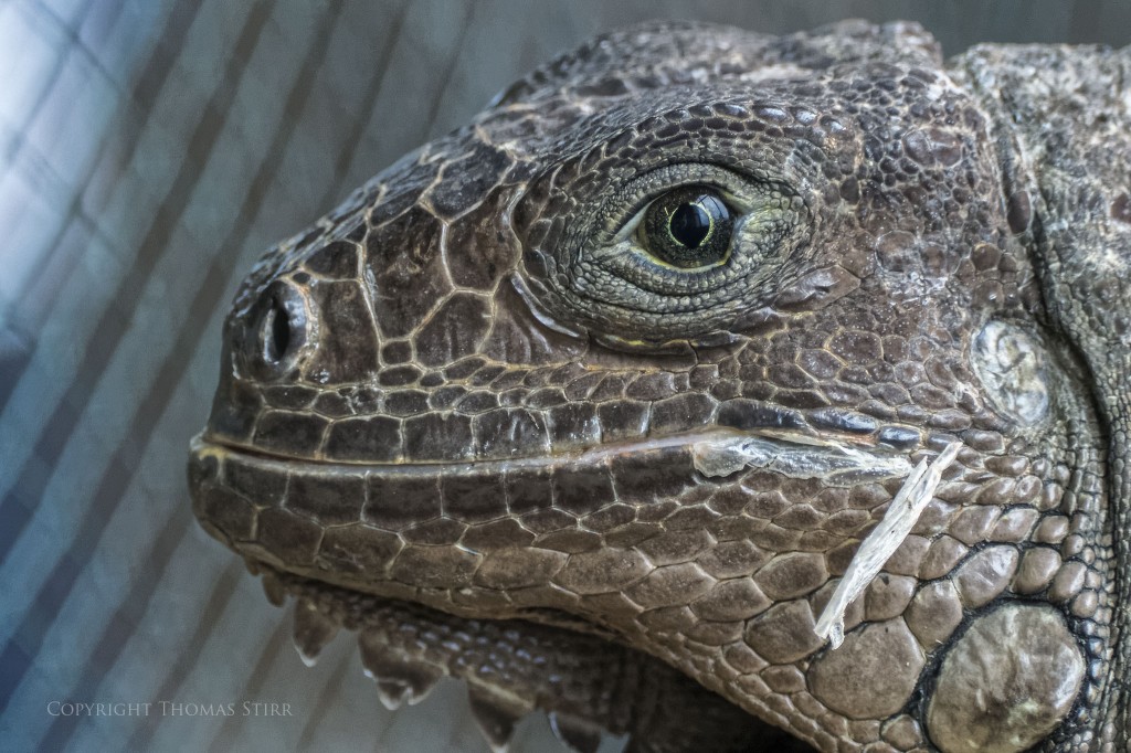 Nikon 1 reptile image 15