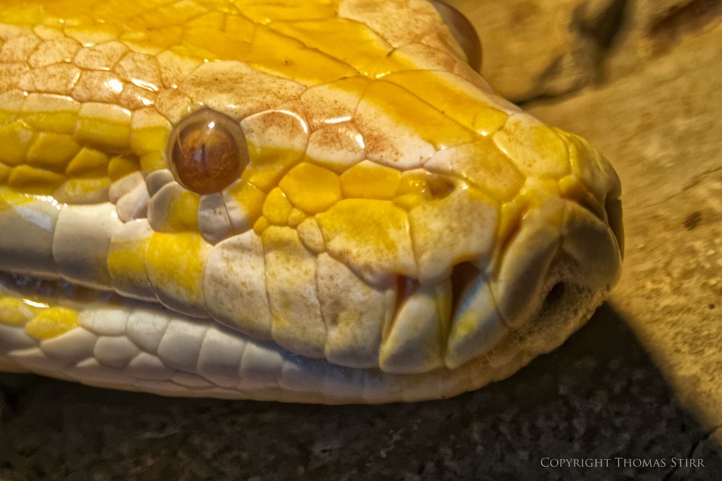 Nikon 1 reptile image 2