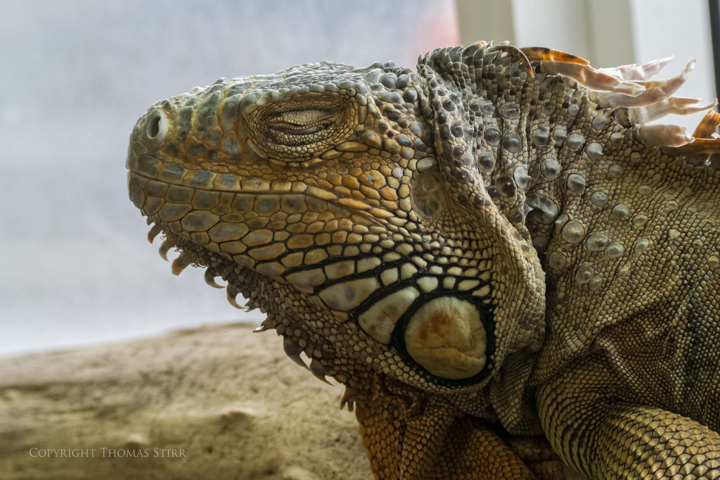 Nikon 1 reptile image 3