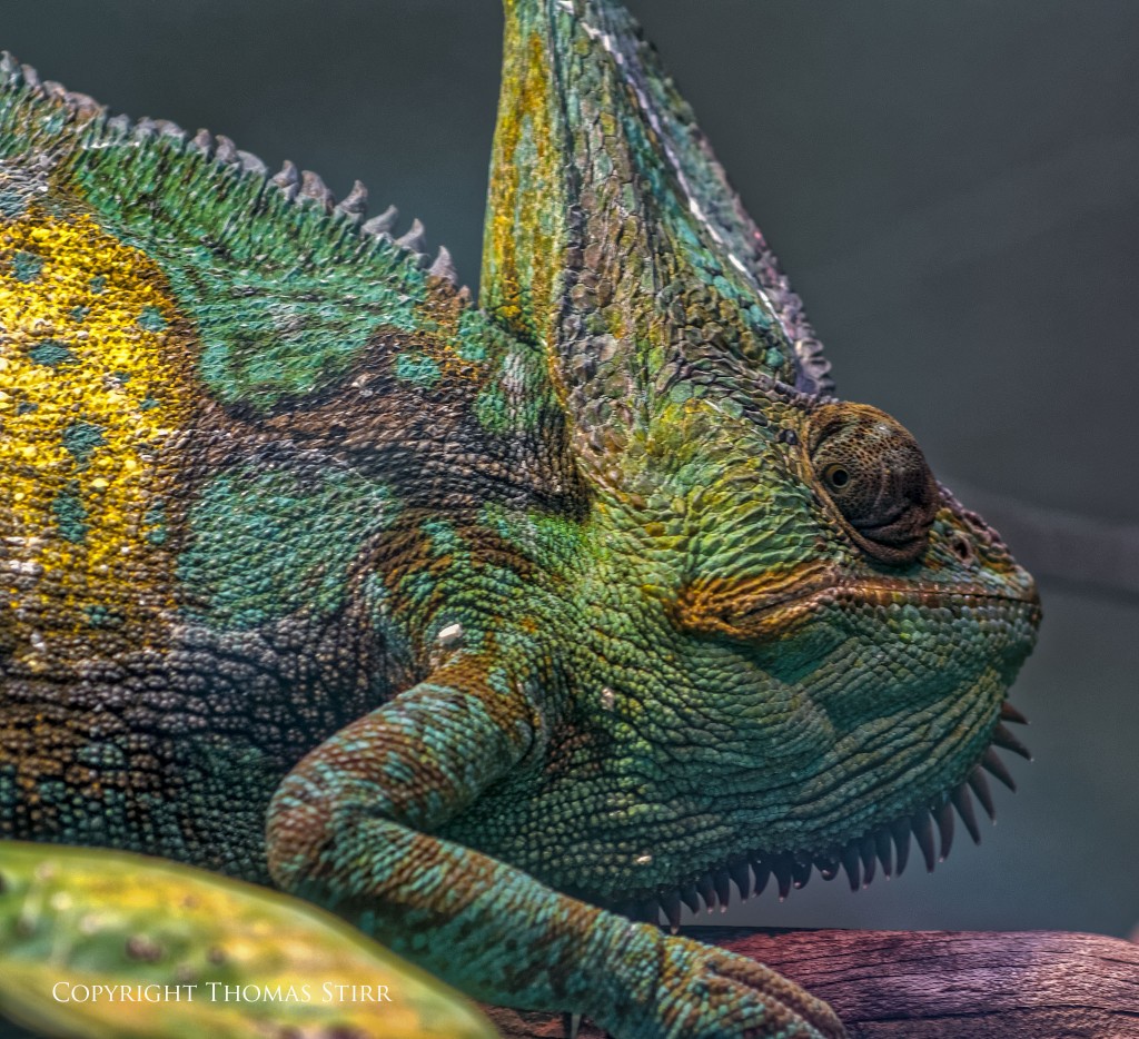 Nikon 1 reptile image 4