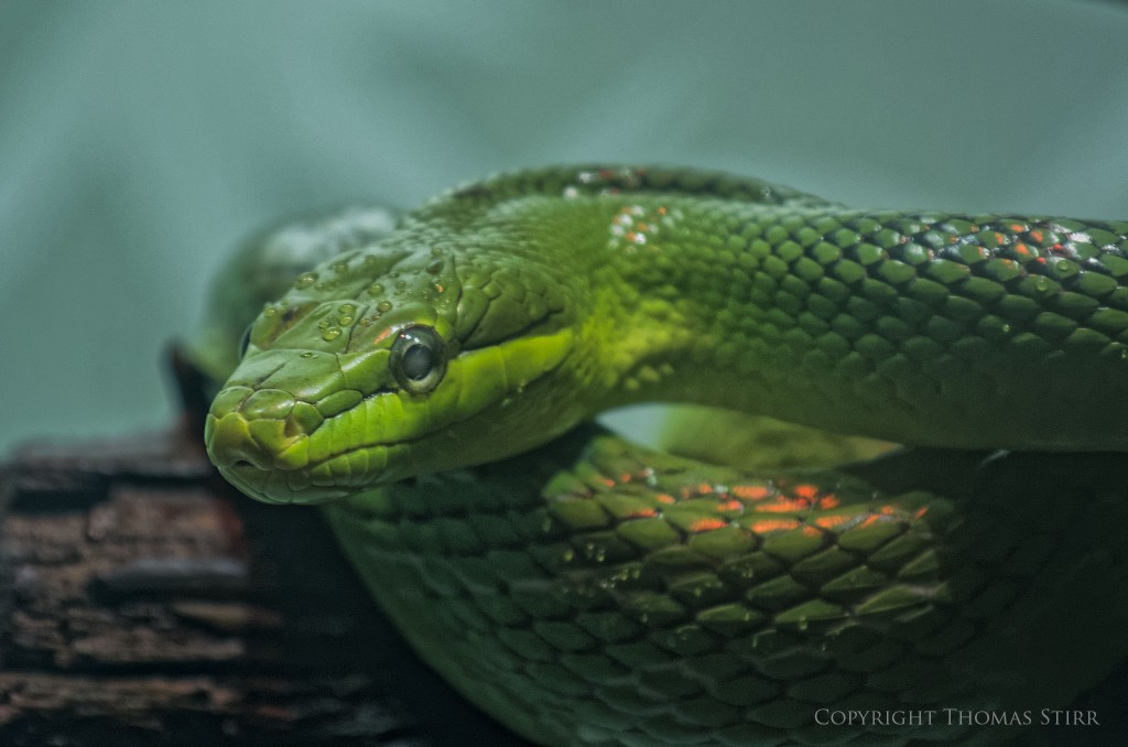 Nikon 1 reptile image 8