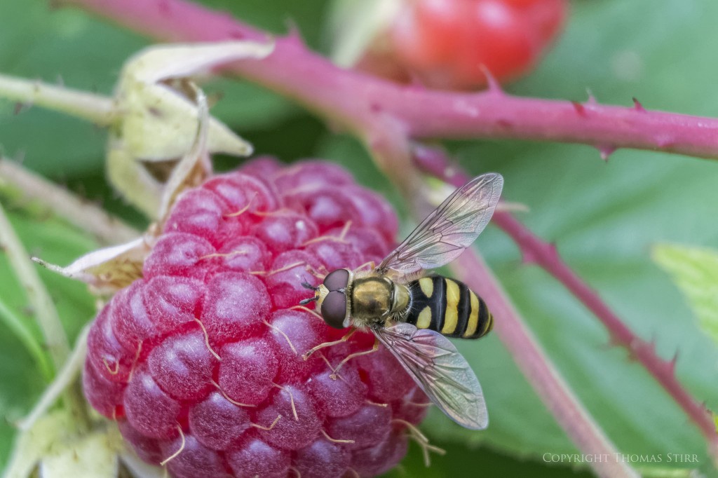 Vello extension tubes image 10