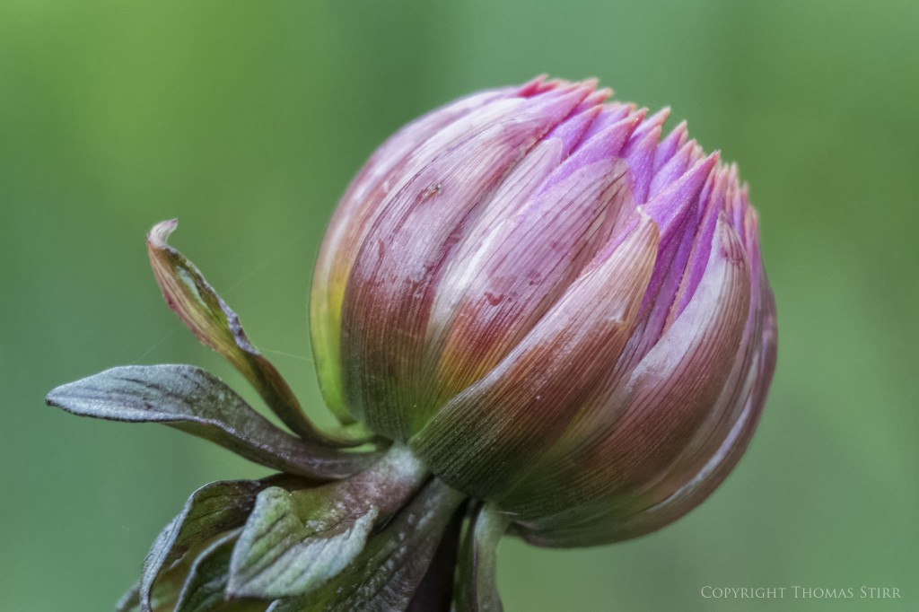 Vello extension tubes image 11
