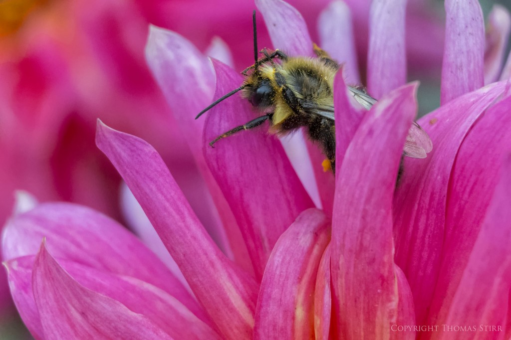 Vello extension tubes image 12