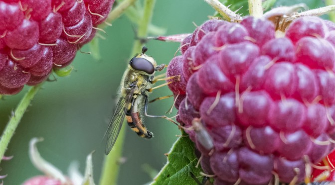 Using Vello Extension Tubes for Nikon 1