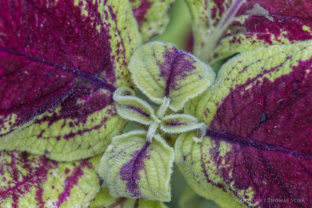 Vello extension tubes image 17