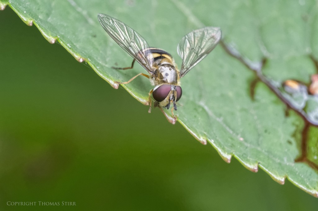 Vello extension tubes image 19