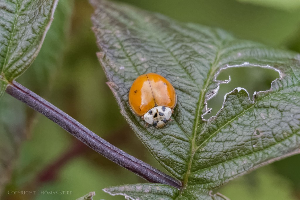 Vello extension tubes image 20