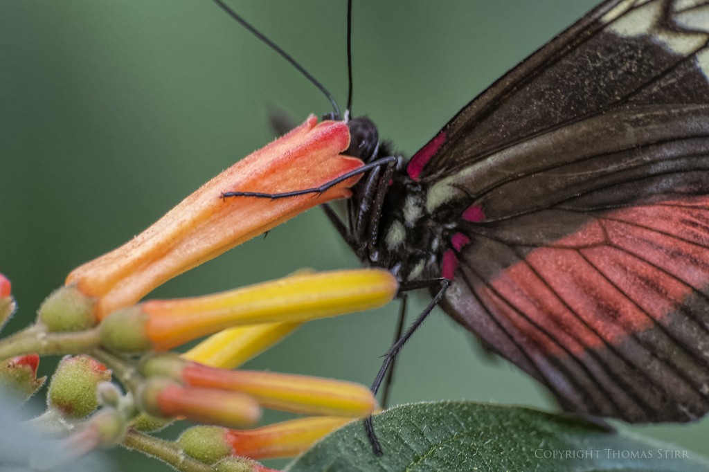 butterflies with CX 70-300 image 10