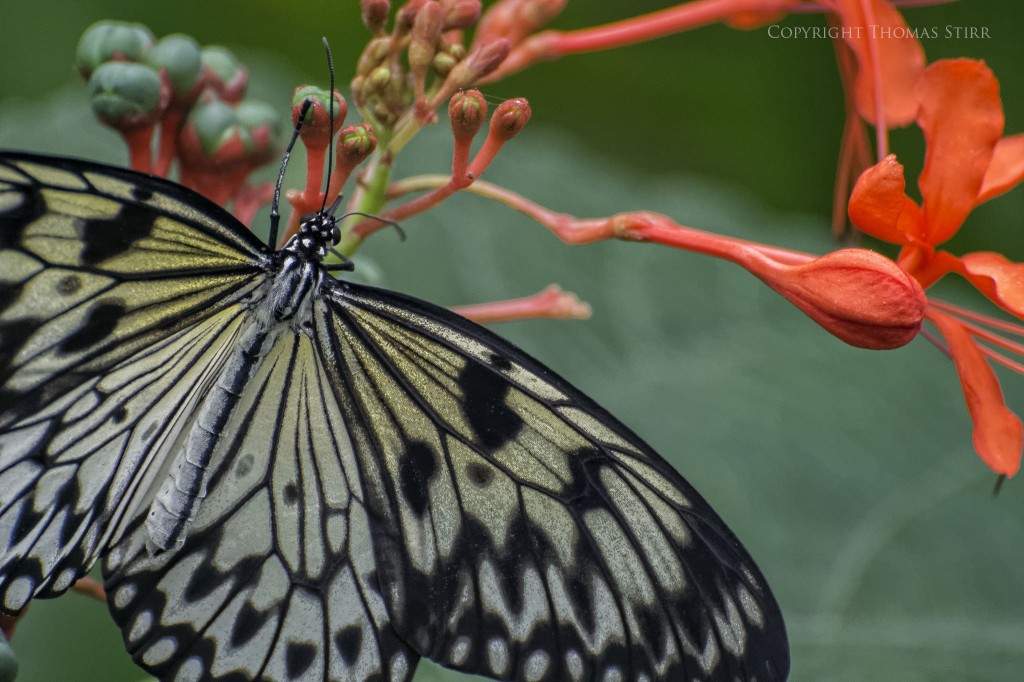 butterflies with CX 70-300 image 12