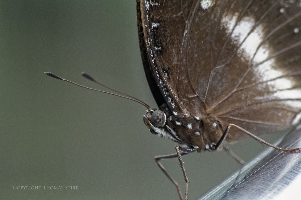 butterflies with CX 70-300 image 13