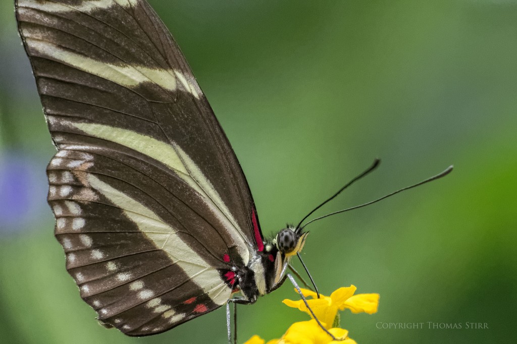butterflies with CX 70-300 image 15