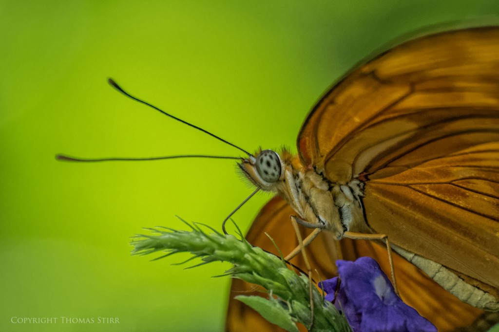 butterflies with CX 70-300 image 16