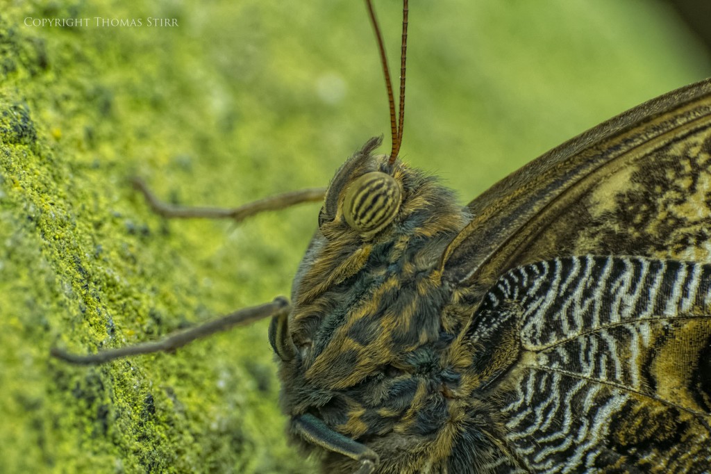 butterflies with CX 70-300 image 2