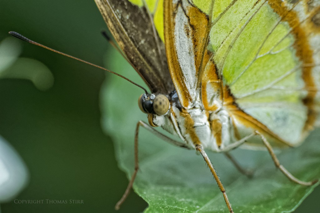 butterflies with CX 70-300 image 3