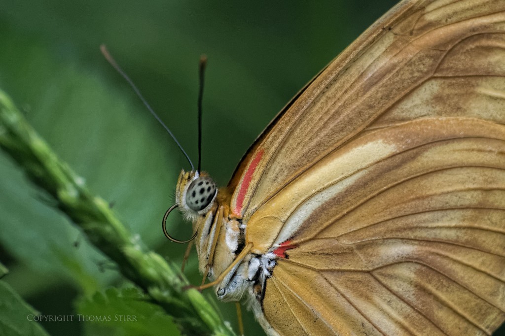 butterflies with CX 70-300 image 5